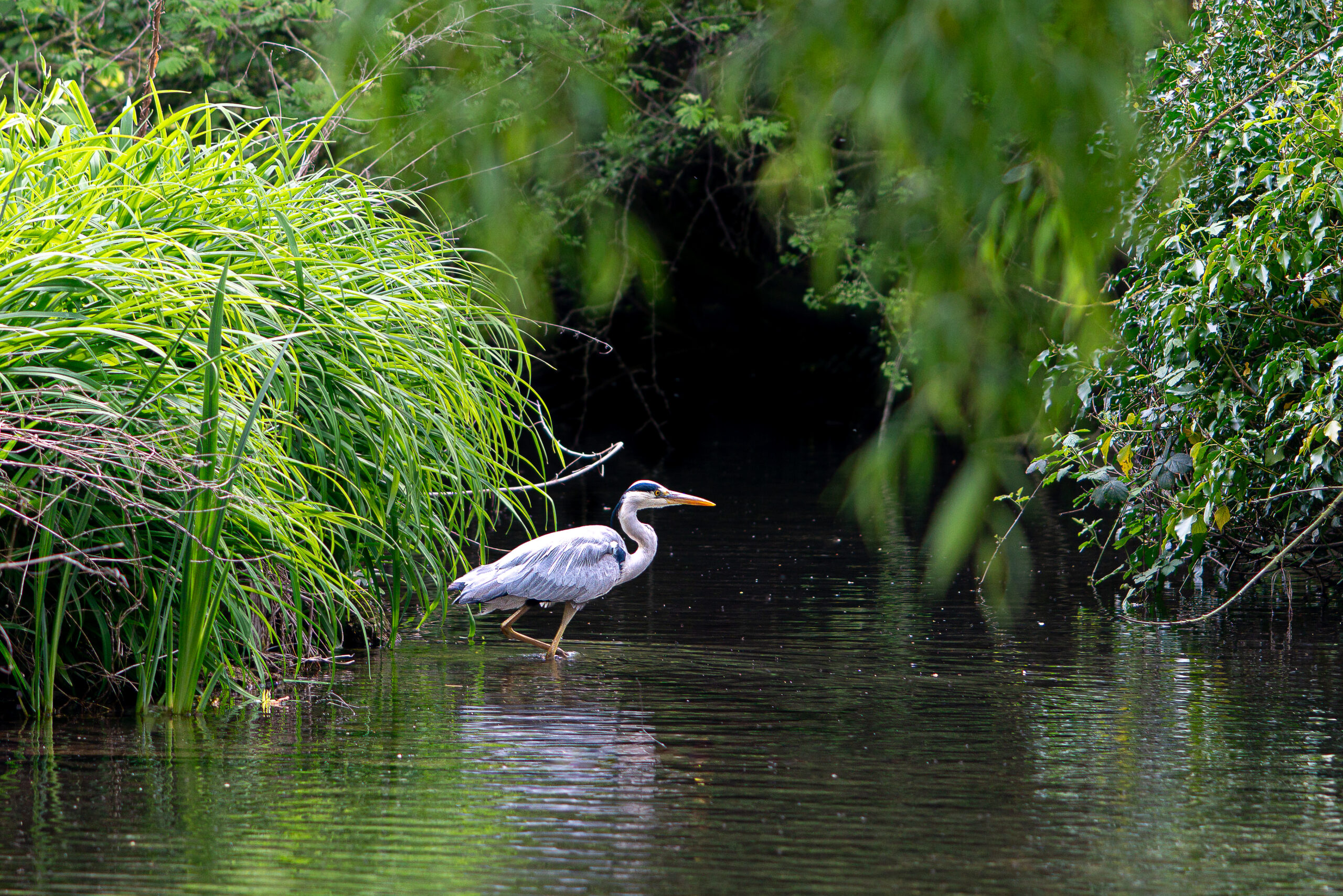 Wildlife camera captures kingfisher, heron, otters and more