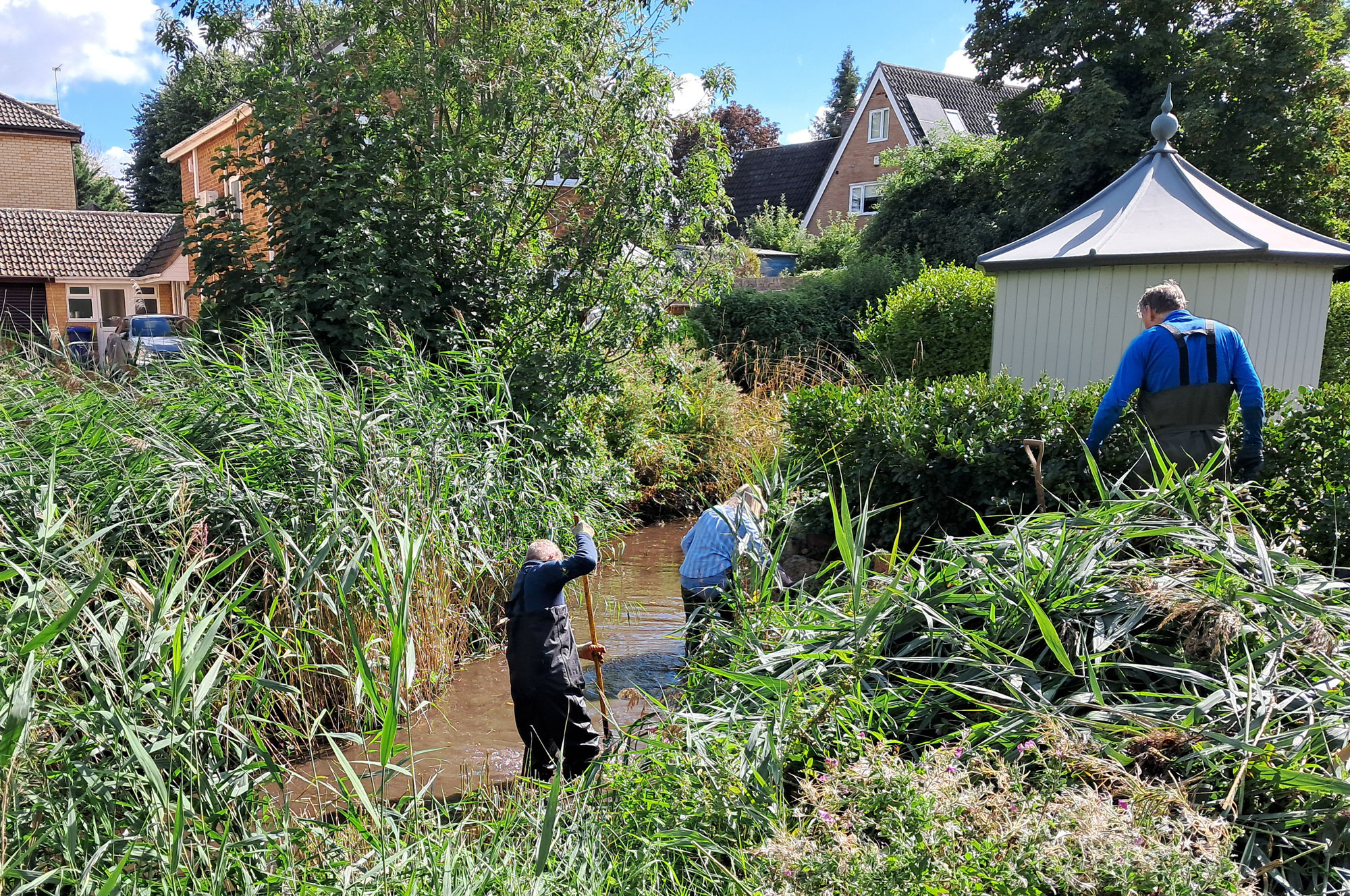 Norfolk Reed thriving in New River Green this year